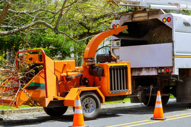 Best Arborist Services Near Me  in Blissfield, MI